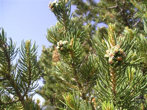 Commercial Harvest Information On Pinon Pine Nuts