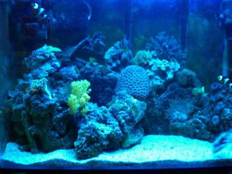 Photo 3 20 Gallon Reef Tank At Night With Duel