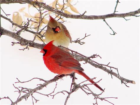 Virginia State Bird Northern Cardinal
