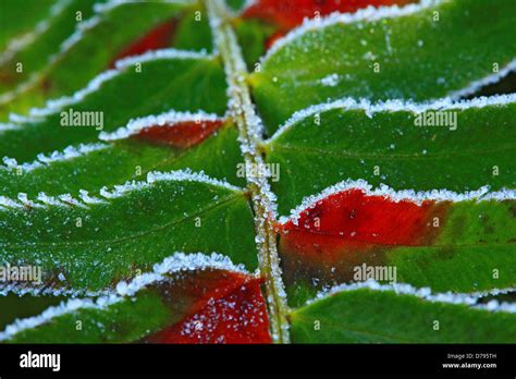 Ice Crystals On Fern Stock Photo Alamy