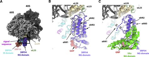 Model Of The Srpsr Ng Detachment From The Proximal Site Of The Srp Rna