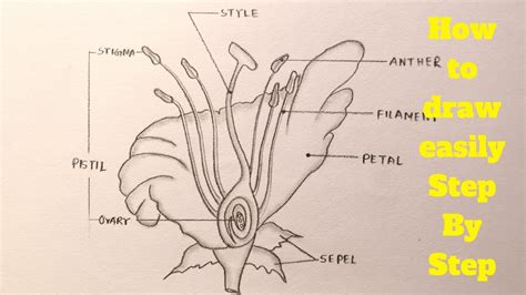 Draw A Labelled Diagram Of The Longitudinal Section Of A Flower Easily