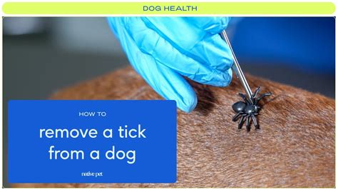 How To Remove A Tick From A Dog A Step By Step Guide To Dog Tick