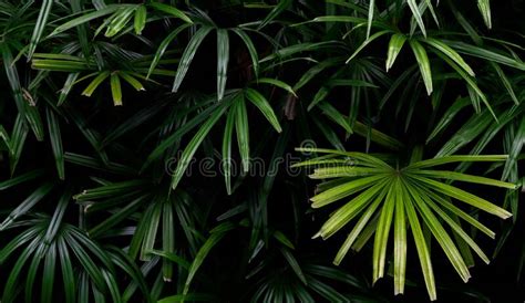 Tropical Leaves Abstract Green Leaves Texture Stock Image Image Of