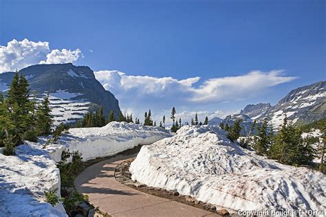 Summit Trail In Snow Glacier National Park Douglas Orton Imaging