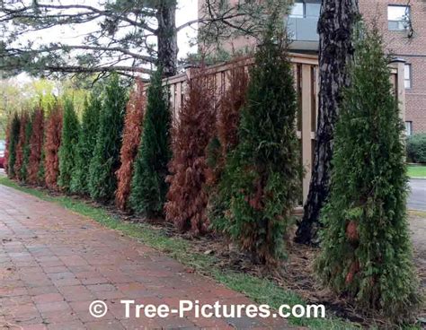 Landscaping Cedars Used For Privacy Fence