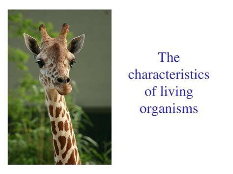 Ppt The Characteristics Of Living Organisms Powerpoint Presentation