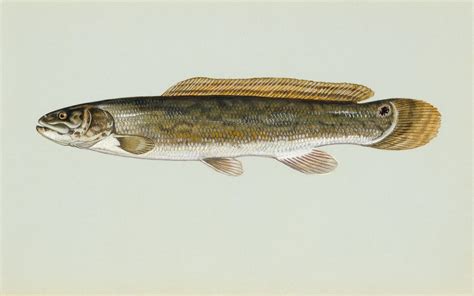 Filebowfin Fish Image Wikimedia Commons