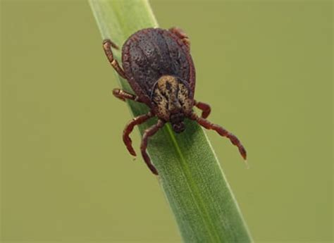 Suburban pest control is an innovative company in the westchester county and ny metro area; Top Pest Control Hudson, NY | Thomas Pest