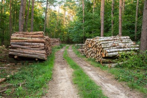 Piles Of Cut Tree In The Woods Stock Image Image Of Forest Circle