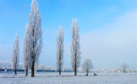 Free Images Landscape Tree Nature Branch Snow Winter White