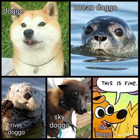 All The Doggos Memes