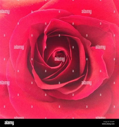 Red Rose Stock Photo Alamy