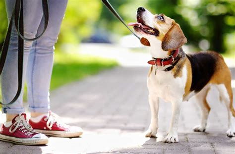 Dog Walking Services Purrfect Pet Sitting Llceast Greenbush Ny