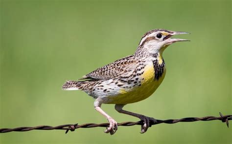 Eastern X Western Meadowlark Hybrid Birds Of Nebraska Online