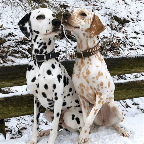 45 Animals Who Won The Genetic Lottery Dalmatian Puppy Cute Baby