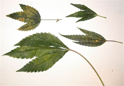 Eliminate the cause to eliminate springtails range from 1/16 to 1/4 inches long and have up to six segments. How do I eliminate springtails? | THCFarmer - Cannabis ...