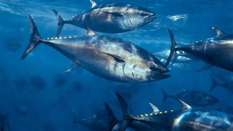 Into The Deep With The Atlantic Bluefin Tuna The Pew Charitable Trusts