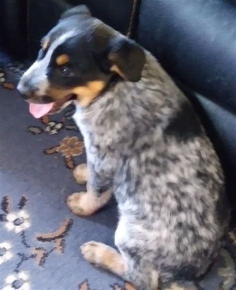 Tails were left on 3 puppies, as noted below (1 blue male, 1 red female, 1 blue female). Queensland Heeler Puppies Colorado 9 weeks