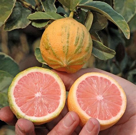 The more traditional (your grandmother probably had one), larger growing backyard lemon. Variegated Pink Eureka Lemon | Eureka lemon, Lemon seeds ...
