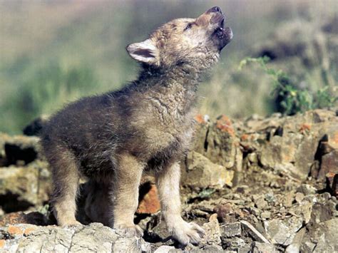 47+ Cute Baby Wolf Wallpaper on WallpaperSafari