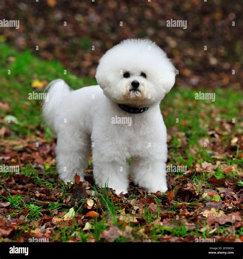 Bichon Frise Dog Stock Photo Alamy