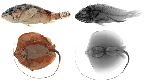 Ichthyology Primary Types Imagebase California Academy Of Sciences