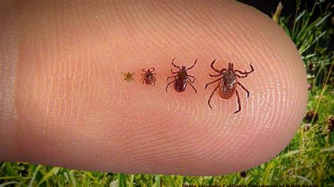 Get Rid Of Chiggers In Home And Lawn Prevention And Bite Treatment
