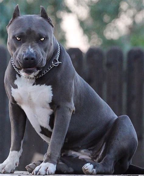 Dogo Argentino In Black Colour – Bulldog Lover