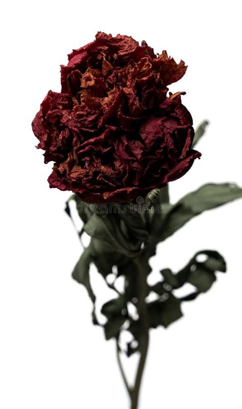Dried Peony Isolated On A White Background Dry Flower With Crumpled