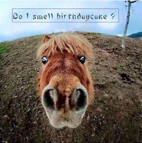 Pin By Peggy Patterson On Horse Humor And Cute Pics Funny Happy