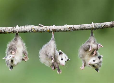 Possum Et Opossum Cute Baby Animals Самые милые животные Милые