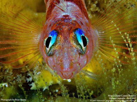 The Blue Eyed Triplefin Notoclinops Segmentatus Is A Fish In The