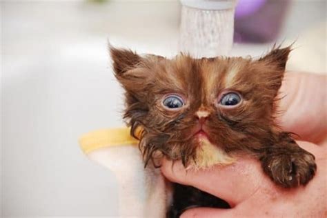 22 Hilarious Pictures Of Wet Catscat Bath This Way Come