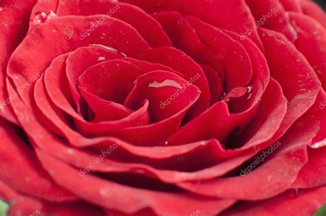 Red Rose — Stock Photo © Imagedbseller 33108211