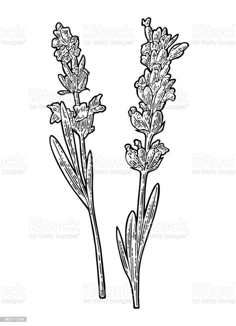Bunga Lavender Mengukir Ilustrasi Vintage Hitam Latar Belakang Putih