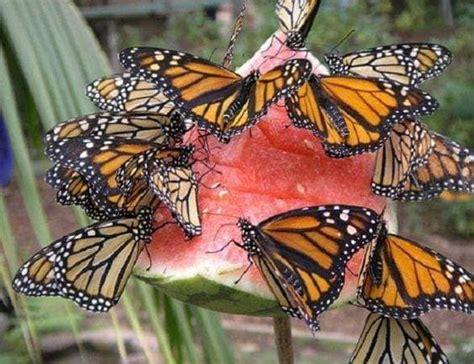 Beyond Your Backyard Feeders For Pollinators — Mj Independent