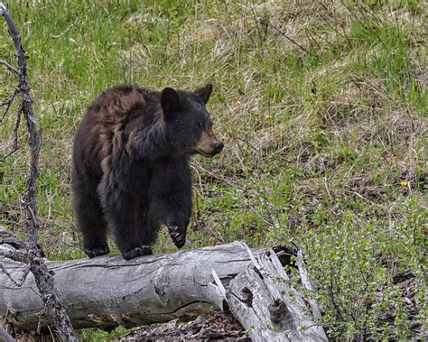 Black Bear In Yellowstone National Park Walking Log Nature
