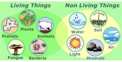 Beautiful photos from discover all that this pacific northwest state has to offer, including cost of living, education and more. 5 characteristics of living things | The Mulkey Way