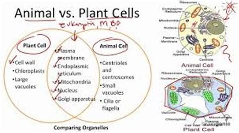 10 Facts About Animal And Plant Cells Fact File