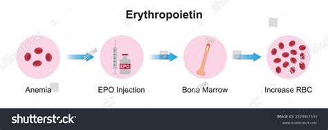 Scientific Designing Erythropoietin Epo Effect On Stock Vector Royalty Free