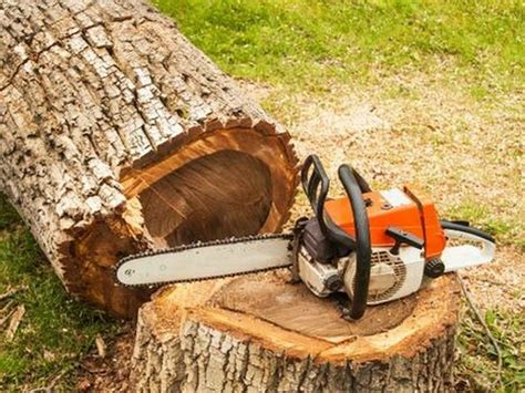 Tree Removal And Tree Cutting Sydney Arborists Nsw