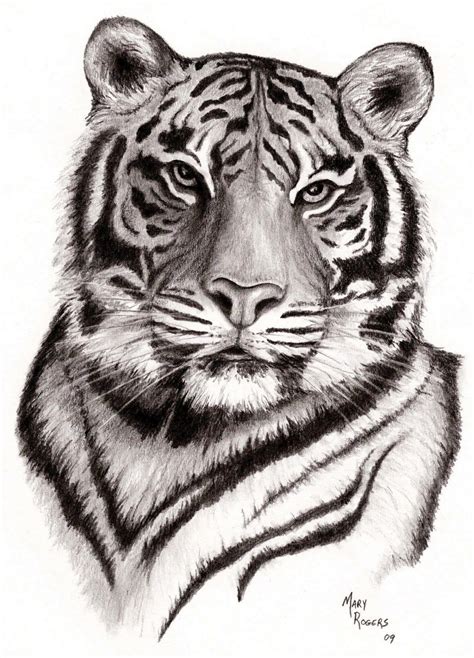 Bild Schwarz Weiss Tinte Zeichnen Tiger Illustration