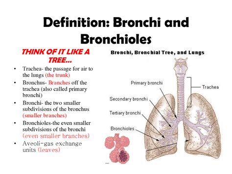 Difference Entre Bronche Et Bronchiole