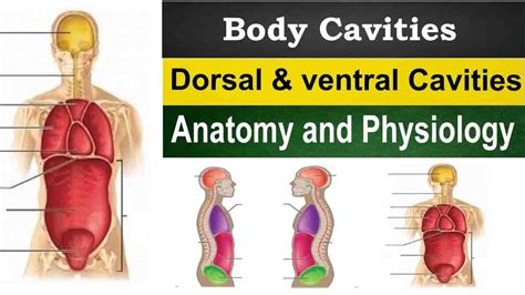 Body Cavities Dorsal And Ventral Cavities Cranial Cavity Vertebral
