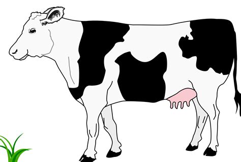 Milk clipart cow gives milk, Milk cow gives milk 