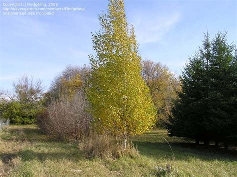 I just planted these three white birch trees about two weeks ago. PlantFiles Pictures: Japanese White Birch, Asian White ...