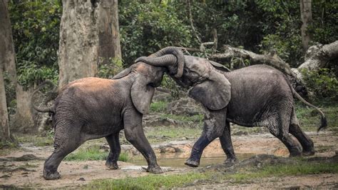 Some Elephants In Africa Are Just A Step From Extinction The New York Times