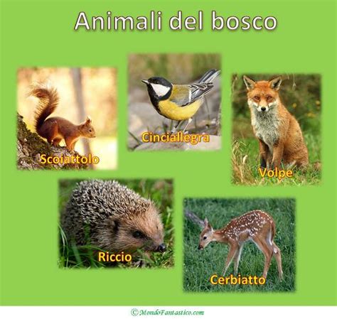 Favole Per Bambini Animali Del Bosco