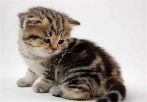 We currently have no kittens available for adoption and will not be responding to adoption applications or inquiries about kittens. British Shorthair Kittens Purebred FOR SALE ADOPTION from ...